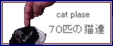 70匹の猫達